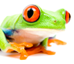 green_frog-copy