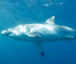 white-shark