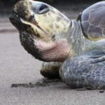 Sea turtle’s DNA records human exploitation
