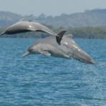 Flinders scientist helps find new dolphin species