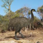 Kiwis once flew, and so did a giant relative