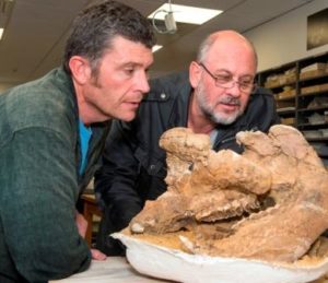 Flinders Associate Professor Gavin Prideaux and Dr Tim Flannery looking at the skull of Nototherium, an extinct member of the Pleistocene megafauna