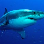 New research shows white sharks use sun to hunt prey