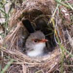 As mothers, fairy-wrens sing to their own tune