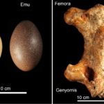 Egg discovery smashes knowledgebase on seminal Aussie bird species