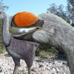 Flinders researcher discovers ancestor of biggest bird ever