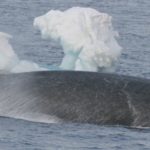 DNA backs Antarctic blue whale count