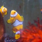 Citizen scientists help save Nemo