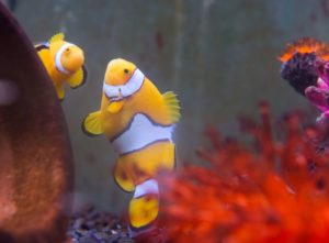 clownfish nursery