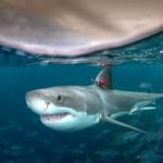 Shark research hits its target