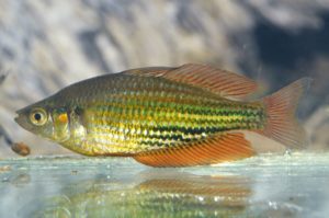 rainbowfish-breeding-program