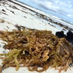 Seaweed project makes a splash