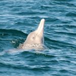 Help to save rare humpback dolphins
