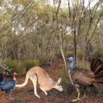 Kangaroo-sized flying turkey once roamed Australia