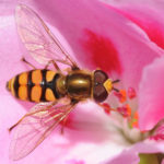 High-tech solutions from hoverflies