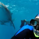 Tourists spend $25m to swim with sharks