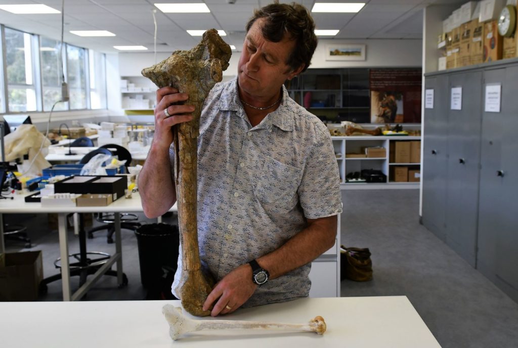Palaeontology researcher Associate Professor Trevor Worthy with the Dromoni femur bone at Flinders University. 