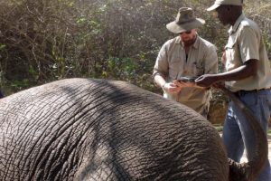 Elephant conservation in Kruger National Park, South Africa.