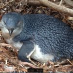 Little penguins pushed to the brink