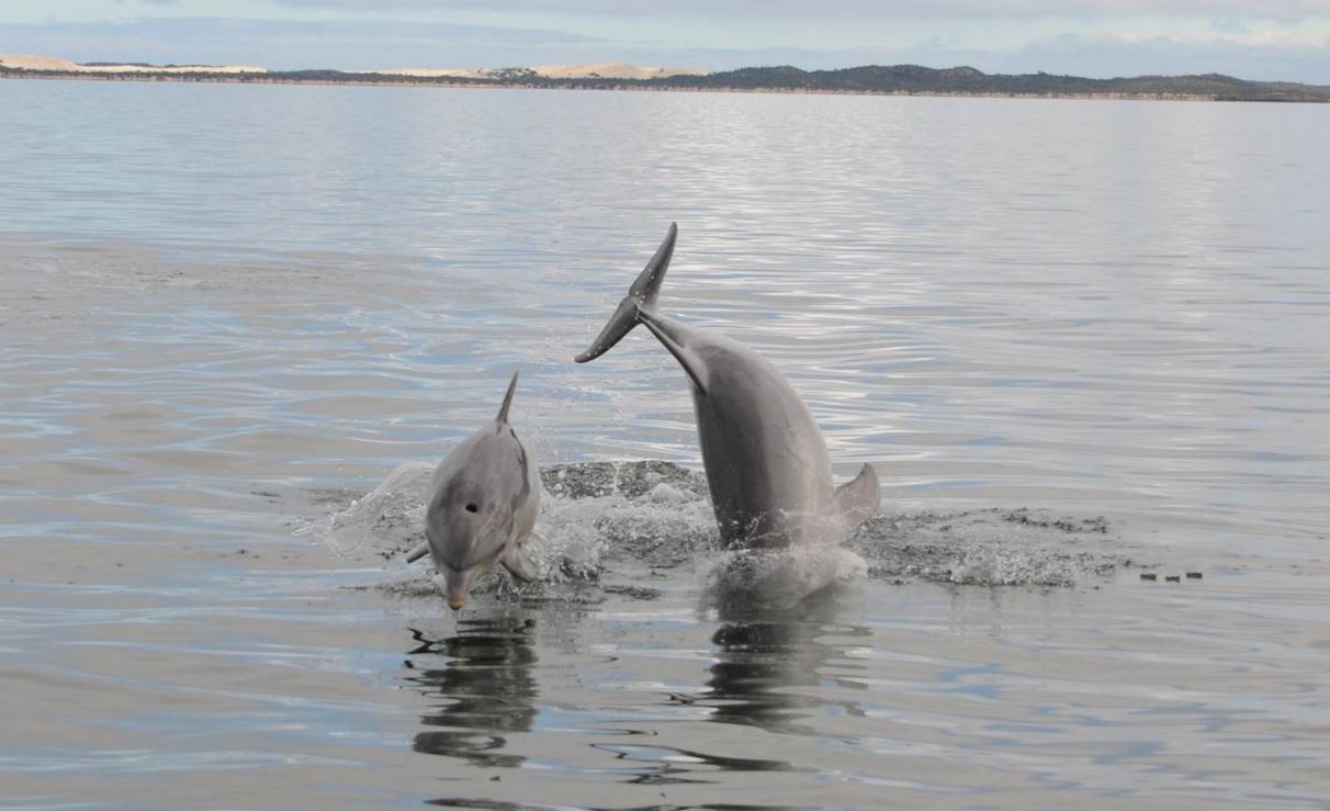 https://news.flinders.edu.au/wp-content/uploads/2017/12/Dolphins-Cecilia-Passadore-Flinders.jpg