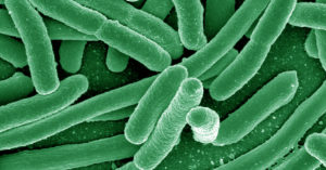 Electron micrograph of Escherichia coli, one of the many species of bacteria present in the human gut. Photo: NIH