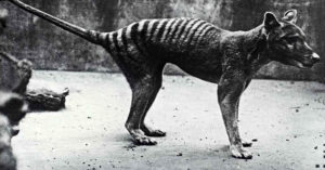 A Thylacine, Tasmanian Tiger, on display at the London Zoo, c. 1920. Photo: National Library of Australia.