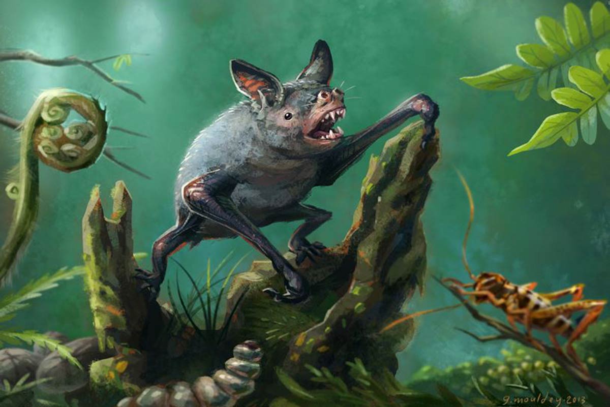 Artist's impression of a New Zealand burrowing bat, Mystacina robusta, that went extinct in the 1960s. The new fossil find, Vulcanops jennyworthyae, is an ancient relative of burrowing or short-tailed bats. Illustration by Gavin Mouldey.