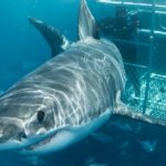 Shark tourism a ‘hook’ for conservation