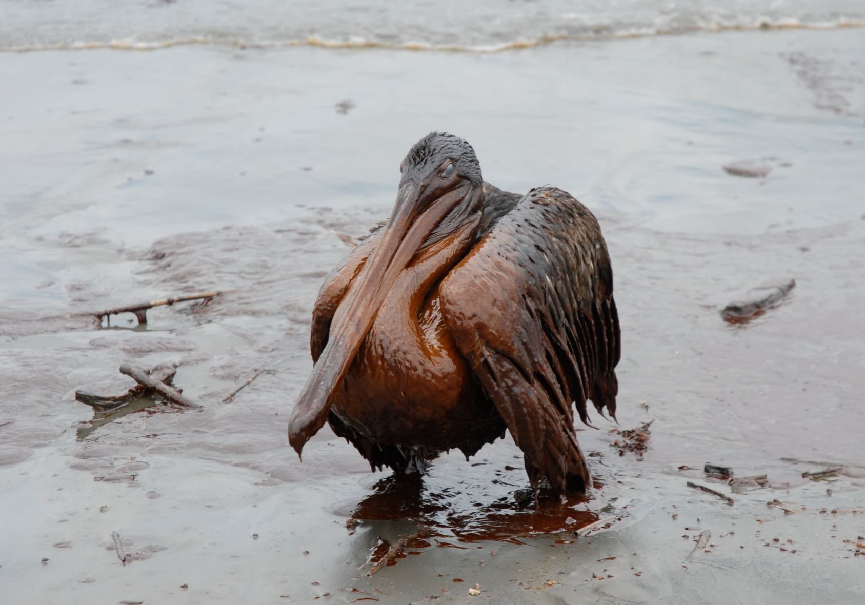 http://news.flinders.edu.au/blog/2018/04/19/slick-solution-oil-spills/