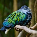 Dodo descendant found in ‘Zealandia’