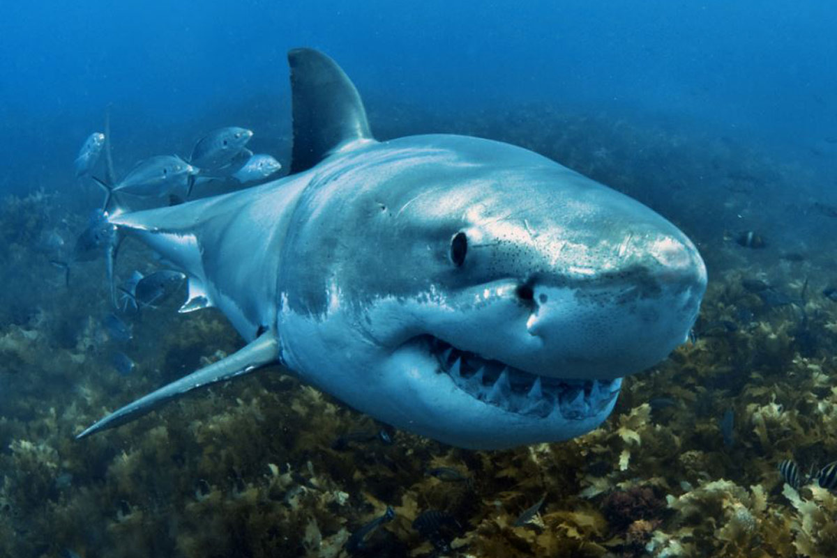 Photo courtesy Fox Shark Research Foundation.