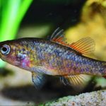 Native fish tell story of Australia’s less arid past