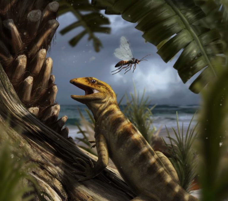 Scaling 70m years of reptile history News