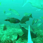 Underwater magic: How to film camera-shy fish