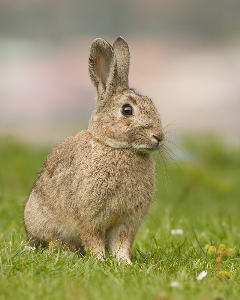 Virus combo gets jump on pesky feral rabbits – News