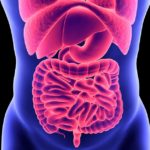 Gut research delves deeper into obesity problems