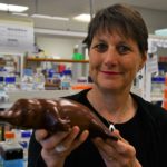 Platypus protein in diabetes research