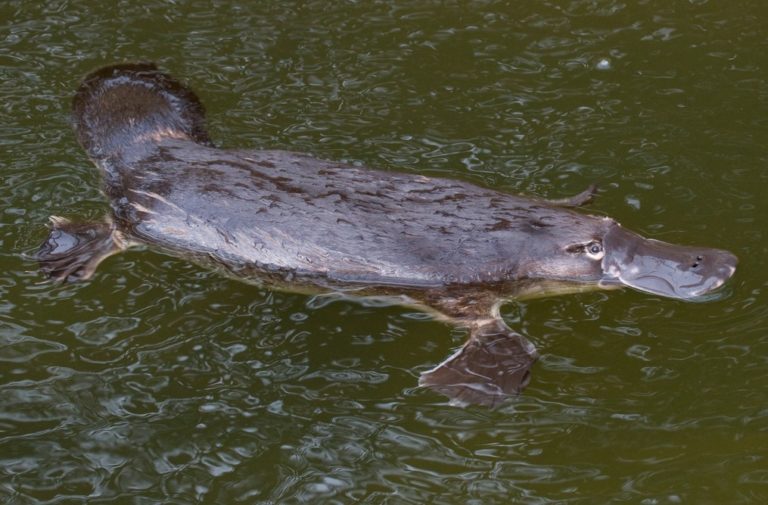 Platypus evolution timeline image