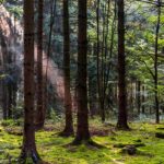 Timber! EU move ignites forest debate