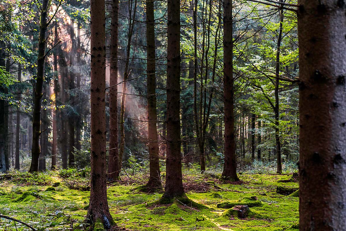 Forests at risk. Photo: iStock