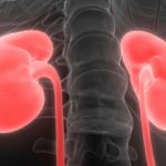Unravelling mystery of kidney growth