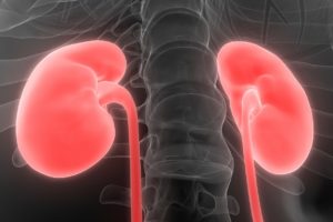 Up to ten percent of the global population suffers from chronic kidney disease, and in Australia, 53 people die from kidney-related disease each day. Image: iStock