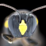 Bee-autiful photos put focus on native insects