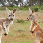 Climate change gave roos an evolutionary jump