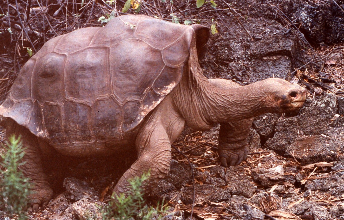 Абингдонская слоновая черепаха. Абингдонская слоновая черепаха фото. Черепаха Джордж. Черепаха долгожитель. Абингдонские слоновые черепахи