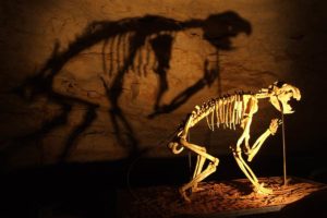 Flinders University invertebrate palaeontology researchers have closely studied the first complete skeleton of the Marsupial Lion (Thylacoleo carnifex). Photo: Wikipedia.