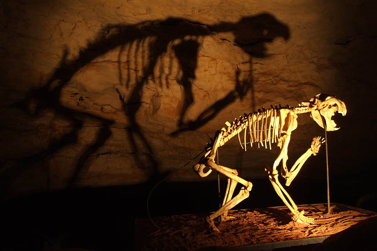 Flinders University invertebrate palaeontology researchers have closely studied the first complete skeleton of the Marsupial Lion (Thylacoleo carnifex). Photo: Wikipedia.