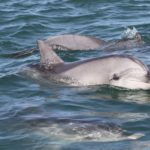 Dolphins’ genetic response to virus