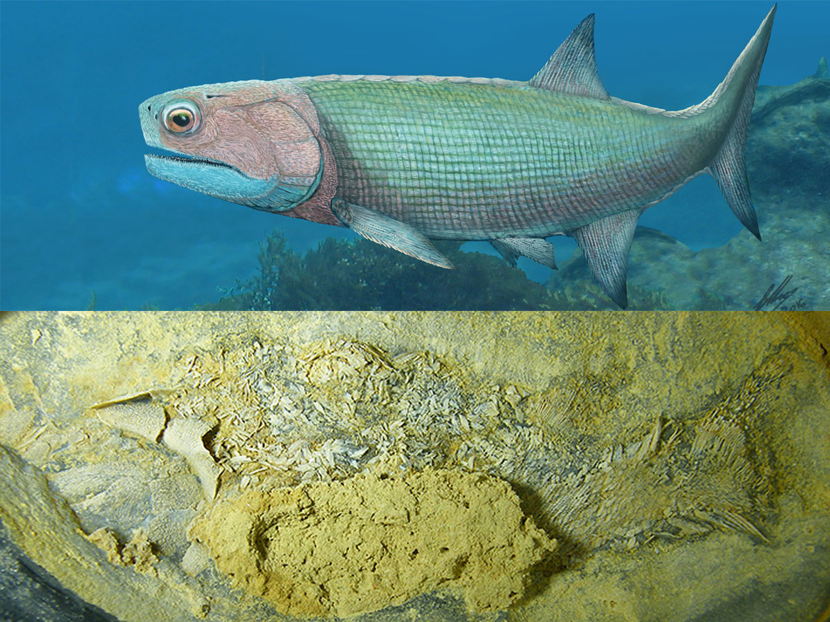 A life reconstruction illustration of the fish Pickeringius Acanthophorus, by Dr Brian Choo, and the fossil found in WA.