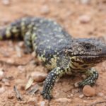 Lizard evolution highlights power of climate change